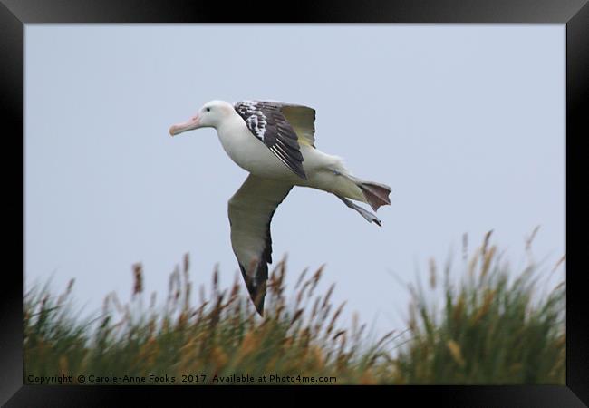 Wandering Albatross Catching a Thermal Framed Print by Carole-Anne Fooks