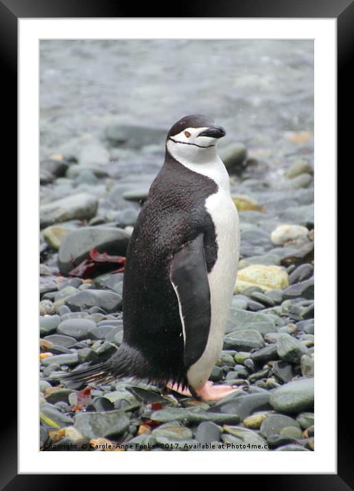 Chinstrap Penguin Framed Mounted Print by Carole-Anne Fooks