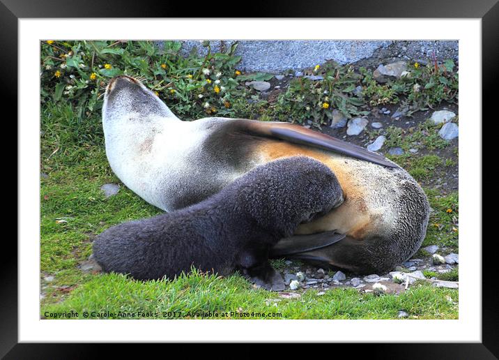Antarctic Fur Seals Framed Mounted Print by Carole-Anne Fooks