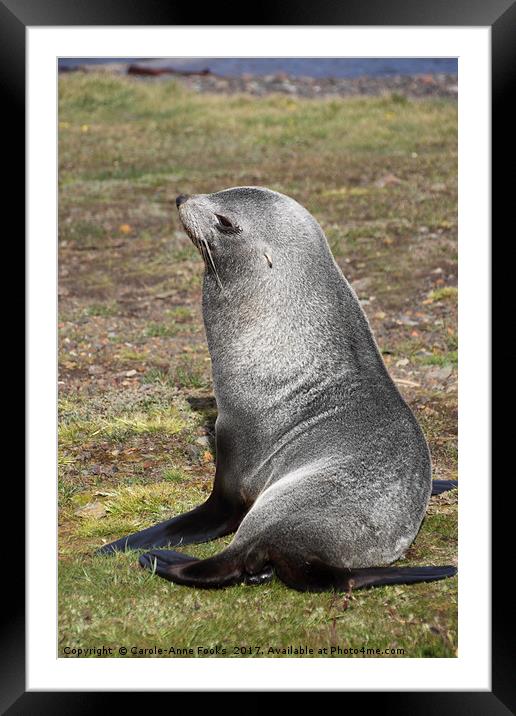 Antarctic Fur Seal Framed Mounted Print by Carole-Anne Fooks