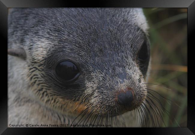 Antarctic Fur Seal Portrait Framed Print by Carole-Anne Fooks