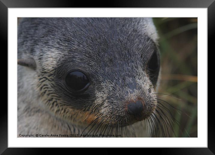 Antarctic Fur Seal Portrait Framed Mounted Print by Carole-Anne Fooks