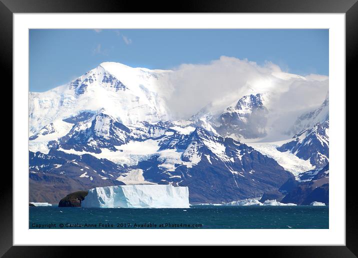 South Georgia, Southern Atlantic Framed Mounted Print by Carole-Anne Fooks