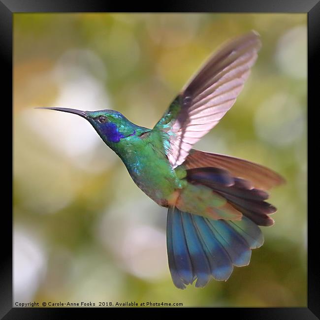 Green Violetear Hummingbird, Colibri thalassinus,  Framed Print by Carole-Anne Fooks