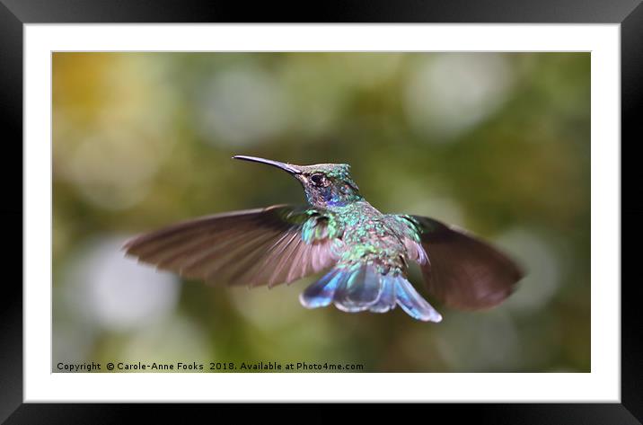 Hummingbird Framed Mounted Print by Carole-Anne Fooks