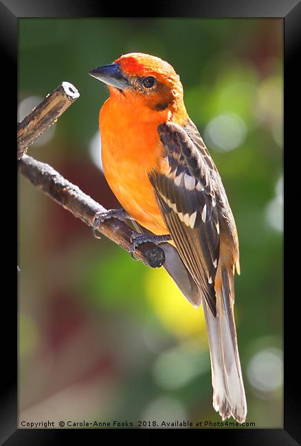 Baltimore Oriole Framed Print by Carole-Anne Fooks