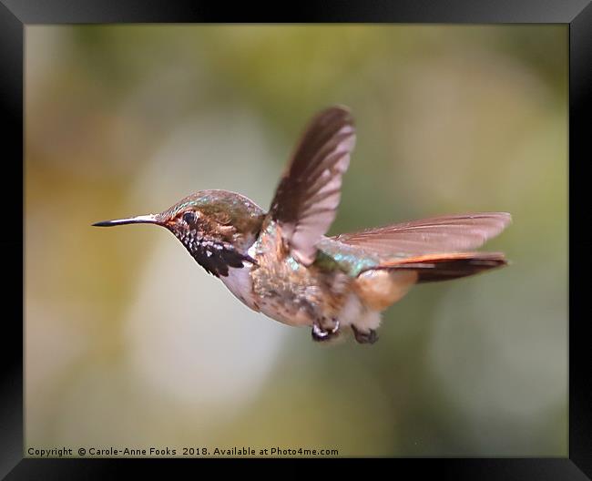 Scintillant Hummingbird Framed Print by Carole-Anne Fooks