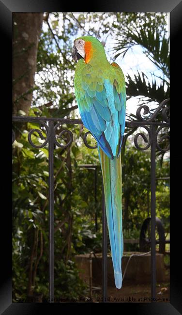 Harlequin Macaw Framed Print by Carole-Anne Fooks