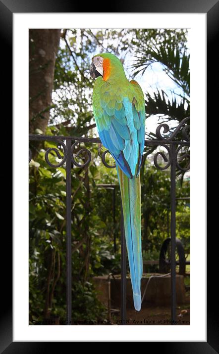 Harlequin Macaw Framed Mounted Print by Carole-Anne Fooks