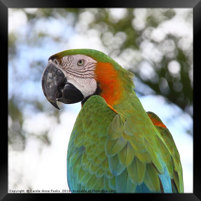Harlequin Macaw Portrait Framed Print by Carole-Anne Fooks