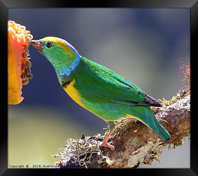 Golden-browed Chlorophonia Framed Print by Carole-Anne Fooks