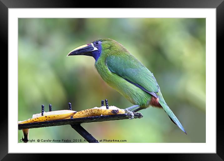 Blue-throated Toucanet Framed Mounted Print by Carole-Anne Fooks