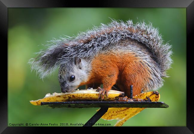 Variegated Squirrel Framed Print by Carole-Anne Fooks