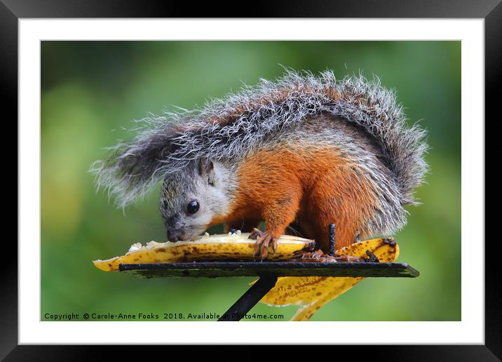 Variegated Squirrel Framed Mounted Print by Carole-Anne Fooks