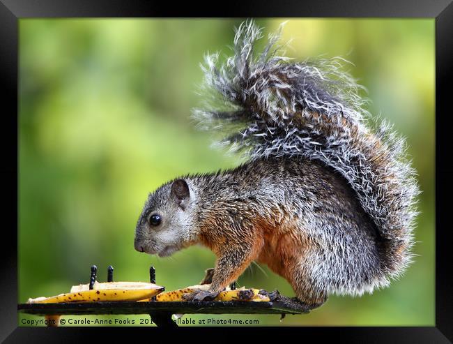 Variegated Squirrel Framed Print by Carole-Anne Fooks