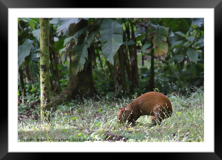 Agouti Framed Mounted Print by Carole-Anne Fooks