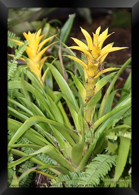 Bromeliads Framed Print by Carole-Anne Fooks