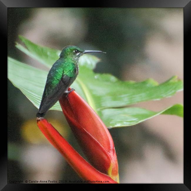 Scaly-breasted Hummingbird Framed Print by Carole-Anne Fooks