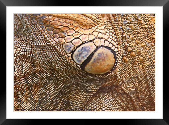 Abstract of Male Green Iguana Skin Framed Mounted Print by Carole-Anne Fooks