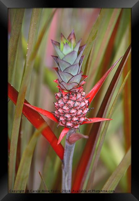 Bromeliad Framed Print by Carole-Anne Fooks