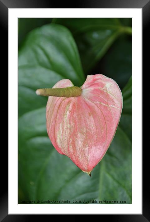 Anthurium  Framed Mounted Print by Carole-Anne Fooks