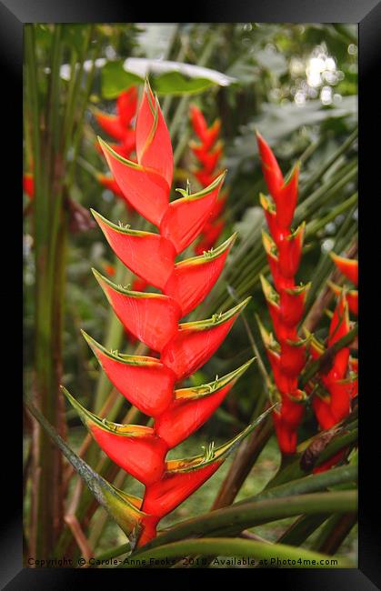 An Exotic Heliconia    Framed Print by Carole-Anne Fooks