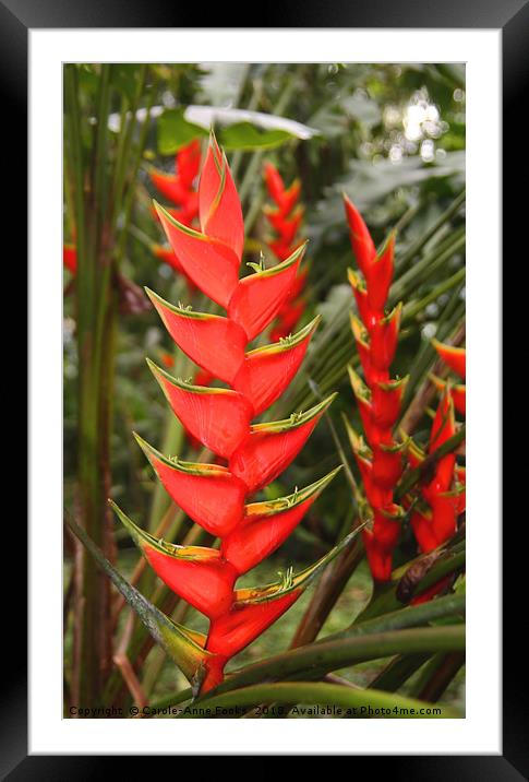 An Exotic Heliconia    Framed Mounted Print by Carole-Anne Fooks