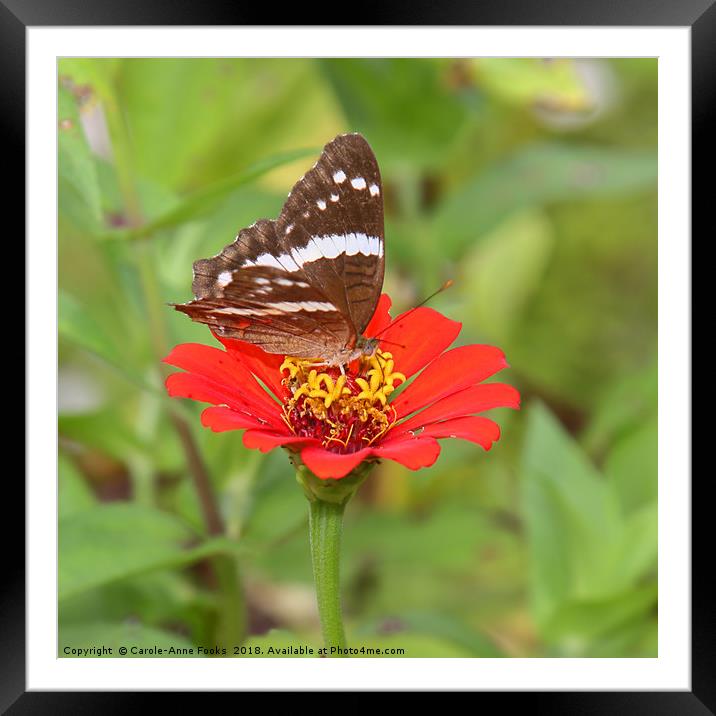 Zinnia with Butterfly Framed Mounted Print by Carole-Anne Fooks