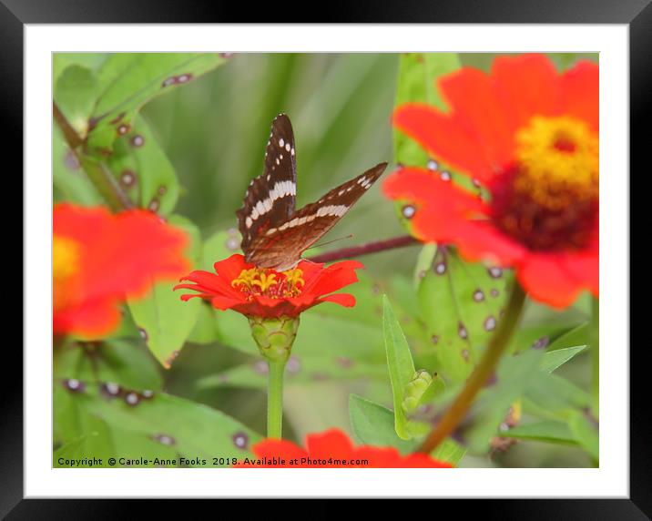 Zinnias with Butterfly Framed Mounted Print by Carole-Anne Fooks