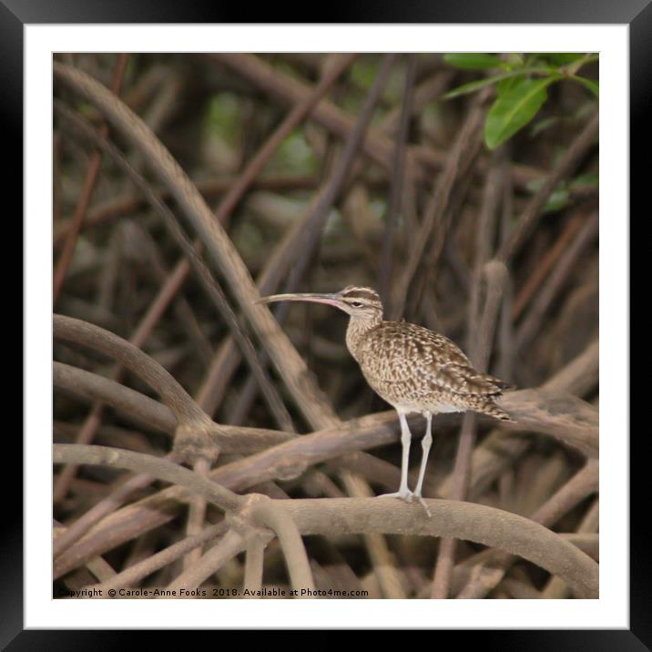 Whimbrel Framed Mounted Print by Carole-Anne Fooks