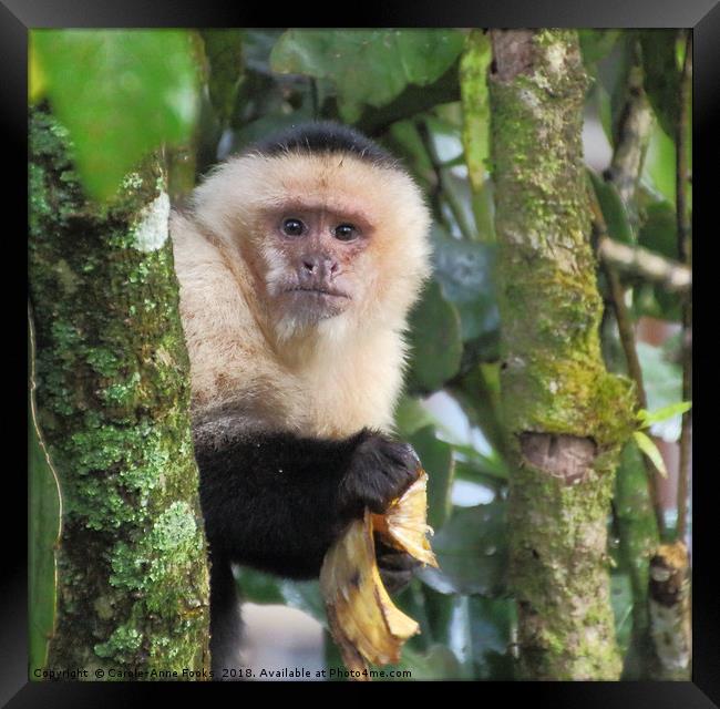 White-faced Capuchin  Framed Print by Carole-Anne Fooks