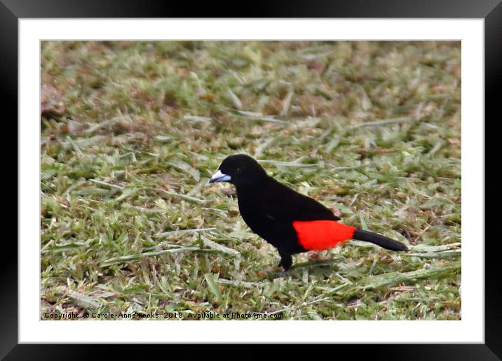 Passerini's Tanager Framed Mounted Print by Carole-Anne Fooks