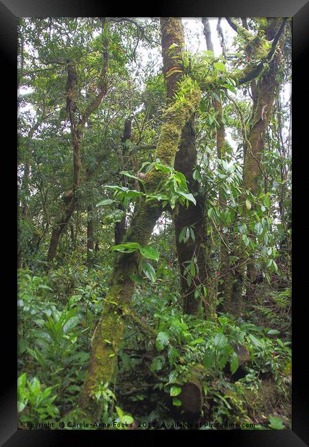 Cloud Forest  Framed Print by Carole-Anne Fooks