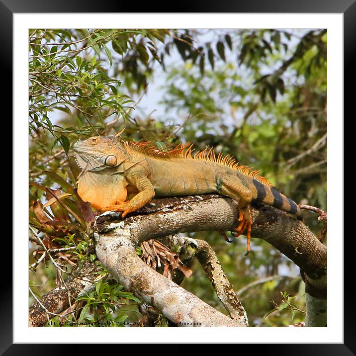 Male Green Iguana Framed Mounted Print by Carole-Anne Fooks