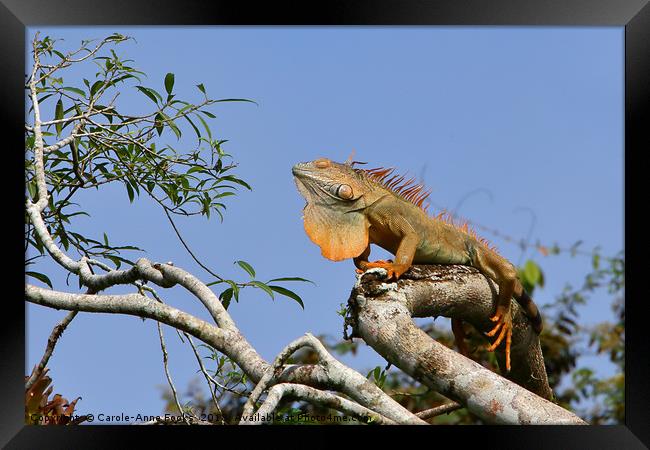 Male Green Iguana   Framed Print by Carole-Anne Fooks