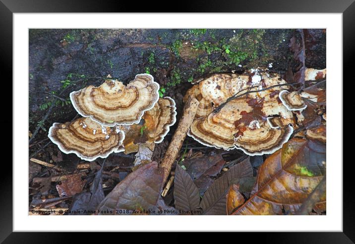 Bracket Fungus Framed Mounted Print by Carole-Anne Fooks
