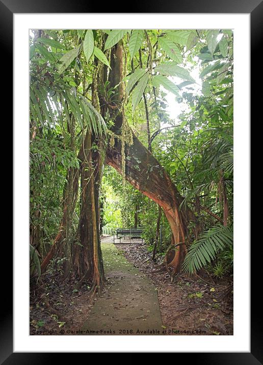 Buttress Roots  Framed Mounted Print by Carole-Anne Fooks
