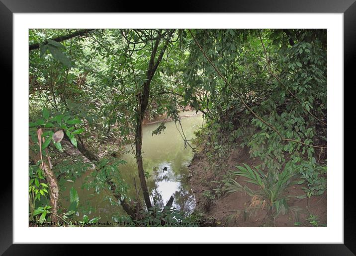 Forest detail at La Selva Framed Mounted Print by Carole-Anne Fooks