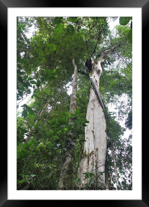 Into the Canopy Framed Mounted Print by Carole-Anne Fooks