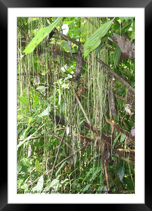 Rain Forest - Patterns in Nature Framed Mounted Print by Carole-Anne Fooks