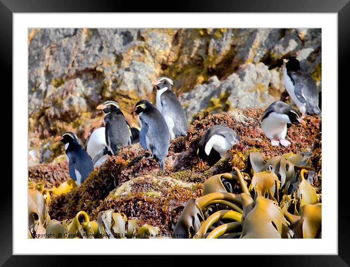 Snares Crested Penguins  Framed Mounted Print by Carole-Anne Fooks