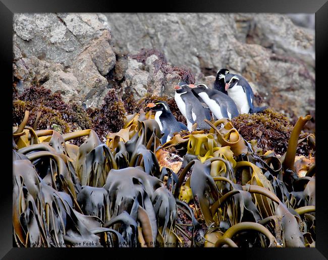 Snares Crested Penguins   Framed Print by Carole-Anne Fooks