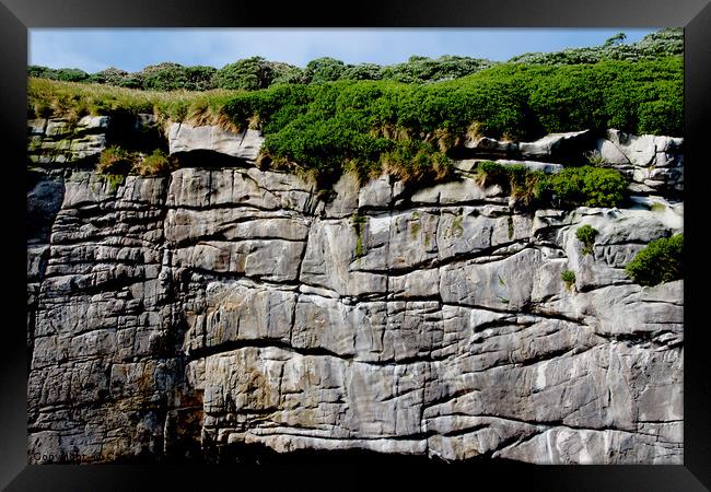 The Snares Sea Cliffs Framed Print by Carole-Anne Fooks