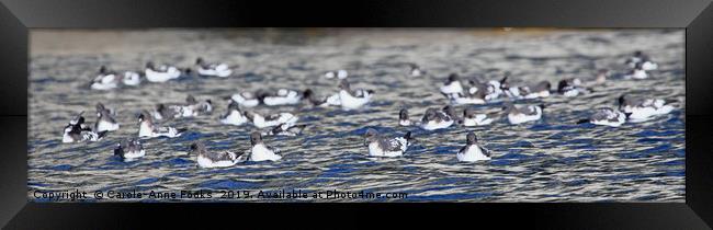 Cape Petrels Framed Print by Carole-Anne Fooks