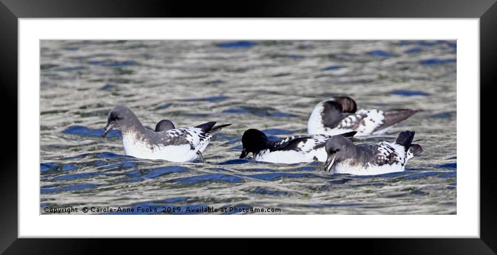 Cape Petrels Framed Mounted Print by Carole-Anne Fooks