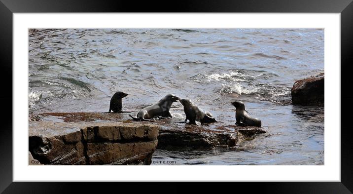 New Zealand Fur Lions at Cape du Couedic Framed Mounted Print by Carole-Anne Fooks