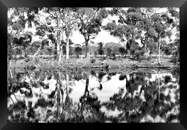 Duck Lagoon Reflections Framed Print by Carole-Anne Fooks