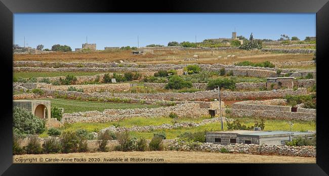 Agricultural Terraces, Malta. Framed Print by Carole-Anne Fooks