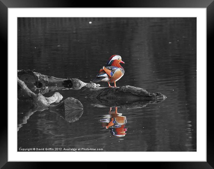 Mandarin Duck Framed Mounted Print by David Griffin