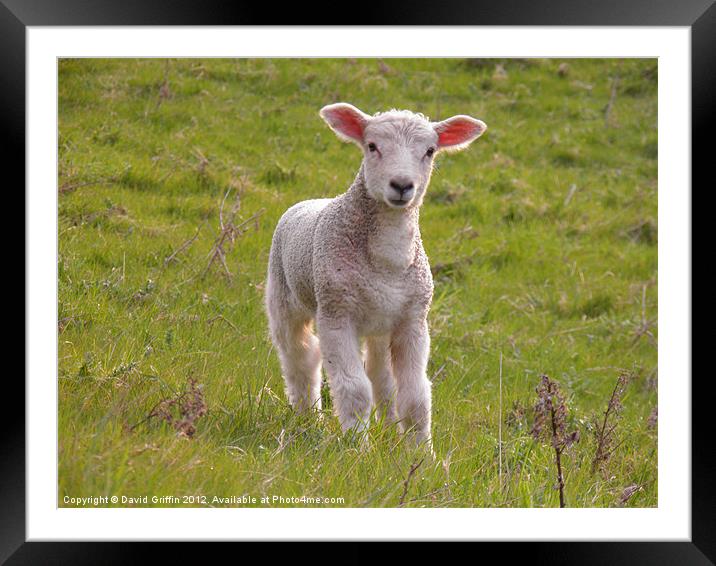 Spring Lamb Framed Mounted Print by David Griffin